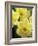 Daffodils, Cache Valley, Utah, USA-Scott T. Smith-Framed Photographic Print