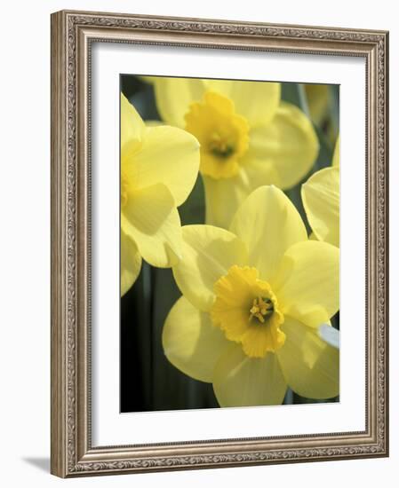 Daffodils, Cache Valley, Utah, USA-Scott T. Smith-Framed Photographic Print