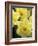 Daffodils, Cache Valley, Utah, USA-Scott T. Smith-Framed Photographic Print