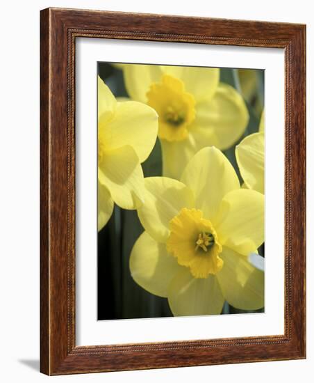 Daffodils, Cache Valley, Utah, USA-Scott T. Smith-Framed Photographic Print