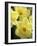 Daffodils, Cache Valley, Utah, USA-Scott T. Smith-Framed Photographic Print