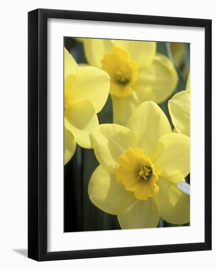 Daffodils, Cache Valley, Utah, USA-Scott T. Smith-Framed Photographic Print