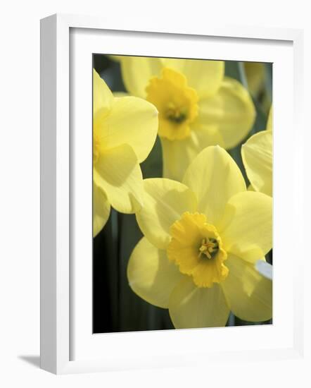 Daffodils, Cache Valley, Utah, USA-Scott T. Smith-Framed Photographic Print