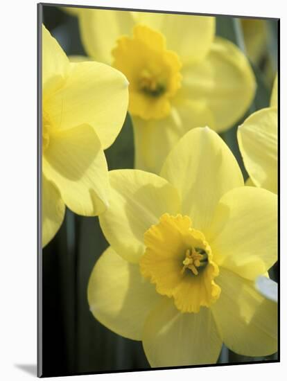 Daffodils, Cache Valley, Utah, USA-Scott T. Smith-Mounted Photographic Print