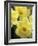 Daffodils, Cache Valley, Utah, USA-Scott T. Smith-Framed Photographic Print