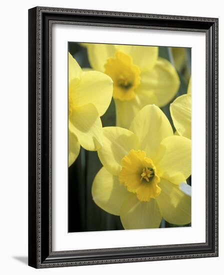 Daffodils, Cache Valley, Utah, USA-Scott T. Smith-Framed Photographic Print