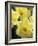 Daffodils, Cache Valley, Utah, USA-Scott T. Smith-Framed Photographic Print