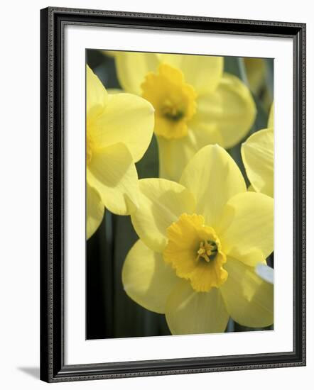 Daffodils, Cache Valley, Utah, USA-Scott T. Smith-Framed Photographic Print