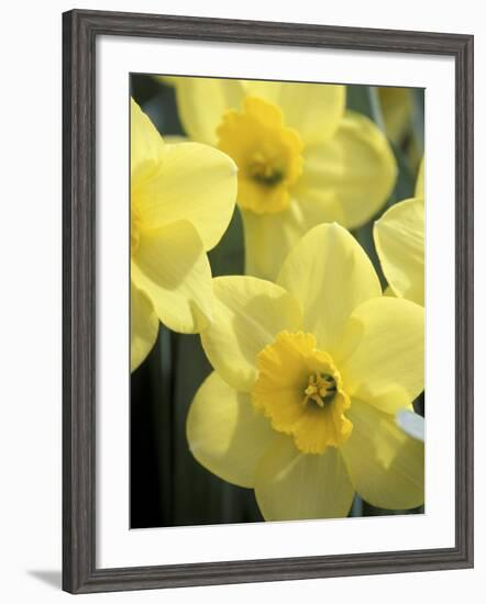 Daffodils, Cache Valley, Utah, USA-Scott T. Smith-Framed Photographic Print