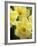 Daffodils, Cache Valley, Utah, USA-Scott T. Smith-Framed Photographic Print