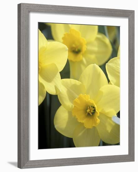 Daffodils, Cache Valley, Utah, USA-Scott T. Smith-Framed Photographic Print