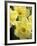 Daffodils, Cache Valley, Utah, USA-Scott T. Smith-Framed Photographic Print