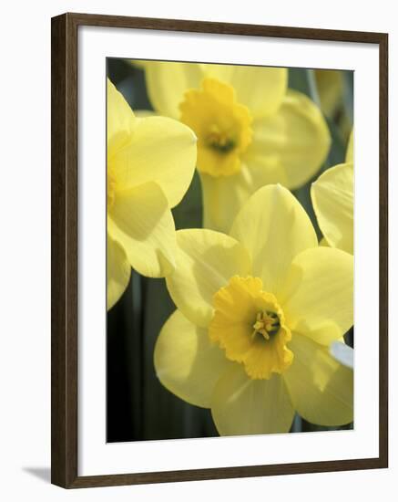 Daffodils, Cache Valley, Utah, USA-Scott T. Smith-Framed Photographic Print