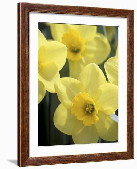 Daffodils, Cache Valley, Utah, USA-Scott T. Smith-Framed Photographic Print