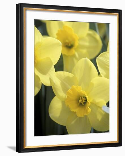 Daffodils, Cache Valley, Utah, USA-Scott T. Smith-Framed Photographic Print