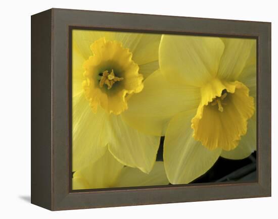 Daffodils, Cache Valley, Utah, USA-Scott T. Smith-Framed Premier Image Canvas