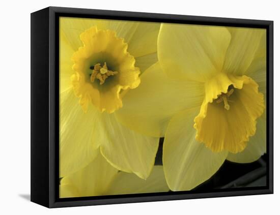 Daffodils, Cache Valley, Utah, USA-Scott T. Smith-Framed Premier Image Canvas