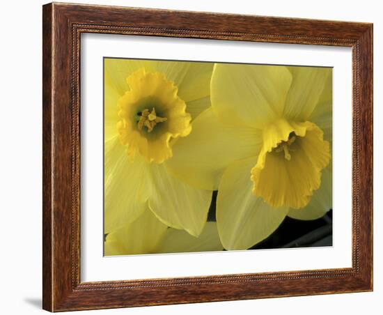 Daffodils, Cache Valley, Utah, USA-Scott T. Smith-Framed Premium Photographic Print