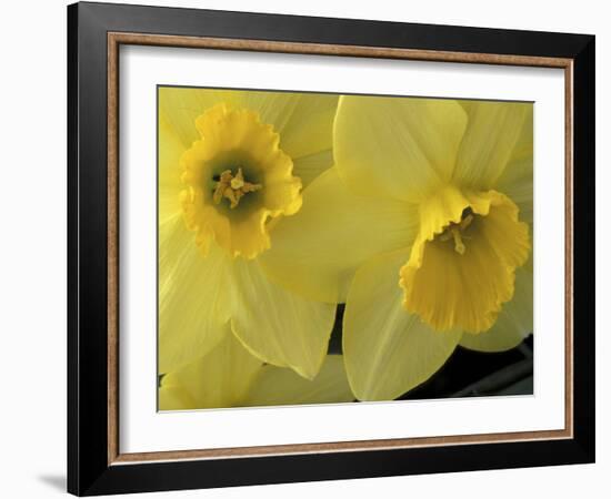 Daffodils, Cache Valley, Utah, USA-Scott T. Smith-Framed Premium Photographic Print