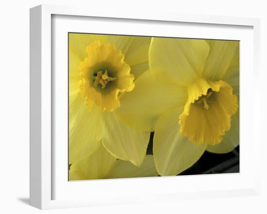 Daffodils, Cache Valley, Utah, USA-Scott T. Smith-Framed Premium Photographic Print