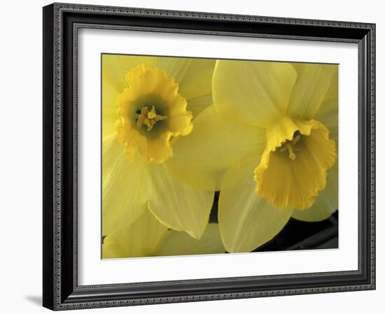 Daffodils, Cache Valley, Utah, USA-Scott T. Smith-Framed Premium Photographic Print