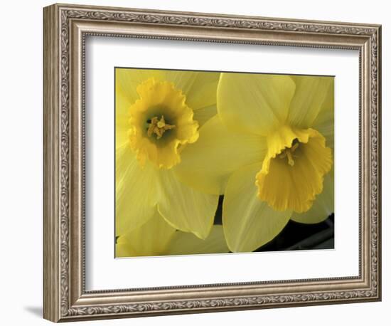 Daffodils, Cache Valley, Utah, USA-Scott T. Smith-Framed Photographic Print