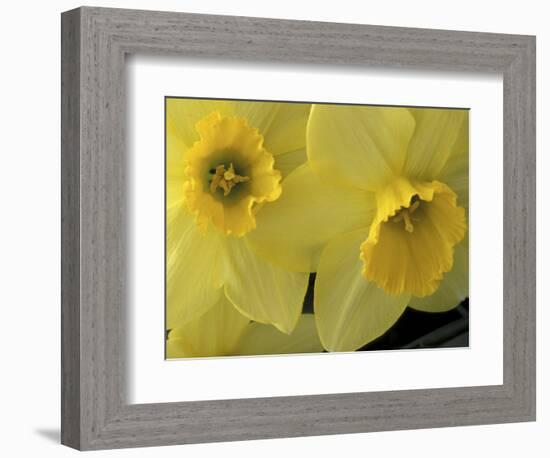 Daffodils, Cache Valley, Utah, USA-Scott T. Smith-Framed Photographic Print