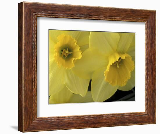 Daffodils, Cache Valley, Utah, USA-Scott T. Smith-Framed Photographic Print