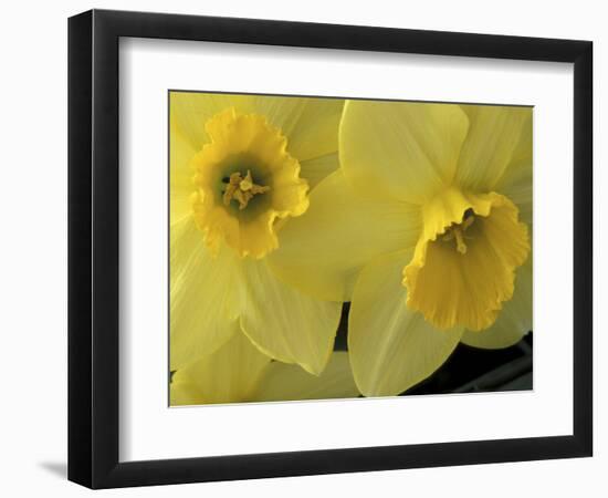 Daffodils, Cache Valley, Utah, USA-Scott T. Smith-Framed Photographic Print