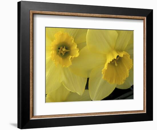 Daffodils, Cache Valley, Utah, USA-Scott T. Smith-Framed Photographic Print