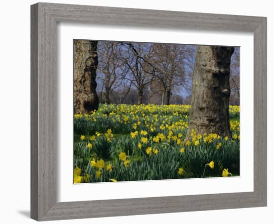 Daffodils Flowering in Spring in Hyde Park, London-Mark Mawson-Framed Photographic Print