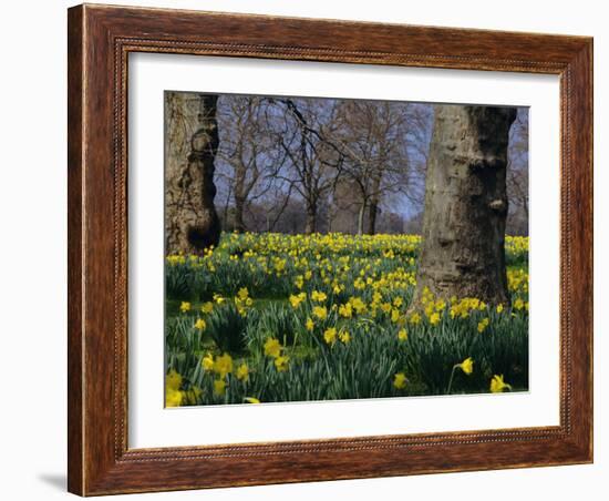 Daffodils Flowering in Spring in Hyde Park, London-Mark Mawson-Framed Photographic Print