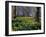 Daffodils Flowering in Spring in Hyde Park, London-Mark Mawson-Framed Photographic Print