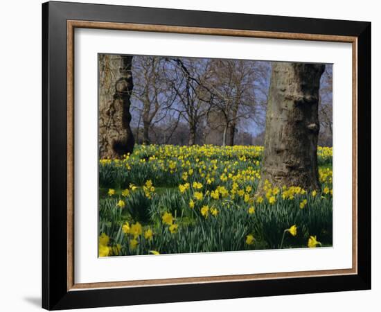 Daffodils Flowering in Spring in Hyde Park, London-Mark Mawson-Framed Photographic Print