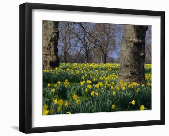 Daffodils Flowering in Spring in Hyde Park, London-Mark Mawson-Framed Photographic Print