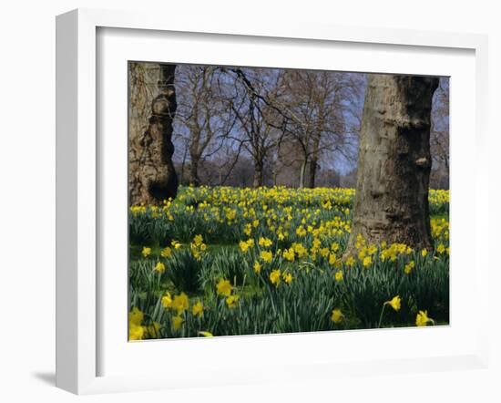 Daffodils Flowering in Spring in Hyde Park, London-Mark Mawson-Framed Photographic Print