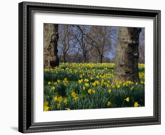 Daffodils Flowering in Spring in Hyde Park, London-Mark Mawson-Framed Photographic Print