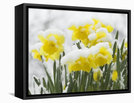 Daffodils Flowers Covered in Snow, Norfolk, UK-Gary Smith-Framed Premier Image Canvas