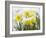 Daffodils Flowers Covered in Snow, Norfolk, UK-Gary Smith-Framed Photographic Print