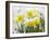 Daffodils Flowers Covered in Snow, Norfolk, UK-Gary Smith-Framed Photographic Print