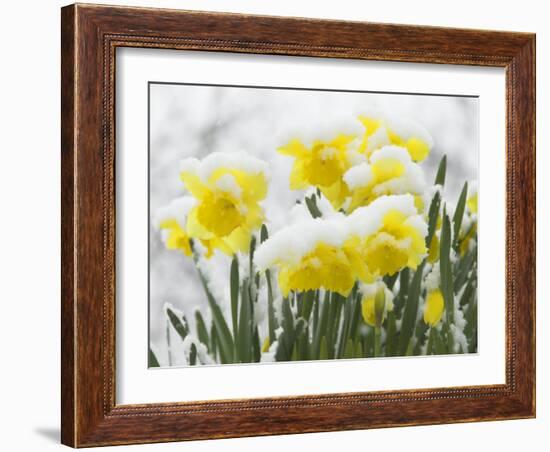 Daffodils Flowers Covered in Snow, Norfolk, UK-Gary Smith-Framed Photographic Print