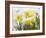 Daffodils Flowers Covered in Snow, Norfolk, UK-Gary Smith-Framed Photographic Print