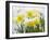 Daffodils Flowers Covered in Snow, Norfolk, UK-Gary Smith-Framed Photographic Print