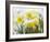 Daffodils Flowers Covered in Snow, Norfolk, UK-Gary Smith-Framed Photographic Print