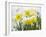 Daffodils Flowers Covered in Snow, Norfolk, UK-Gary Smith-Framed Photographic Print