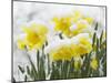 Daffodils Flowers Covered in Snow, Norfolk, UK-Gary Smith-Mounted Photographic Print