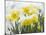 Daffodils Flowers Covered in Snow, Norfolk, UK-Gary Smith-Mounted Photographic Print