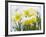 Daffodils Flowers Covered in Snow, Norfolk, UK-Gary Smith-Framed Photographic Print