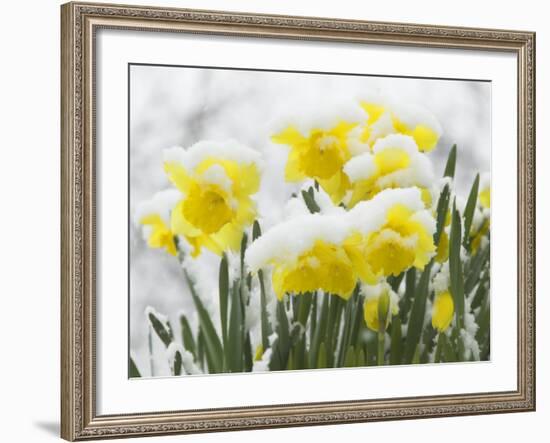 Daffodils Flowers Covered in Snow, Norfolk, UK-Gary Smith-Framed Photographic Print