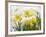 Daffodils Flowers Covered in Snow, Norfolk, UK-Gary Smith-Framed Photographic Print